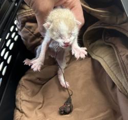 Shelter Stray Male Cat last seen Near Hawthorne Pl., Mancini Sleepworld, LIVERMORE, CA, 94550, 8323 Baldwin St, Oakland, CA 94621, USA