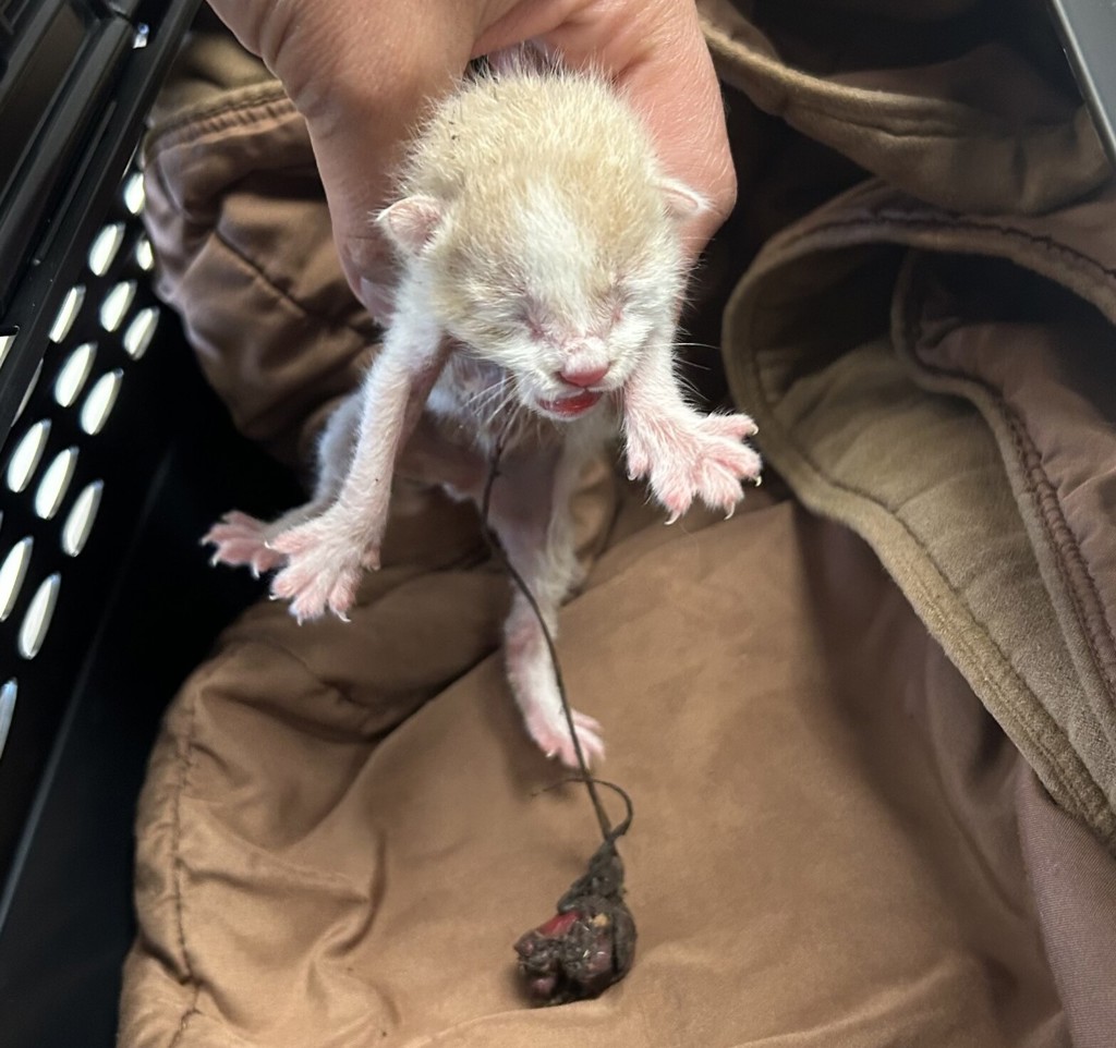 Shelter Stray Male Cat last seen Near Hawthorne Pl., Mancini Sleepworld, LIVERMORE, CA, 94550, 8323 Baldwin St, Oakland, CA 94621, USA