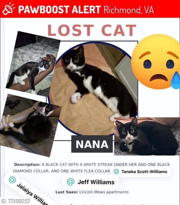 Lost Female Cat last seen Lincoln mews apmts, Richmond, VA 23222