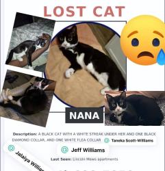 Lost Female Cat last seen Lincoln mews apmts, Richmond, VA 23222