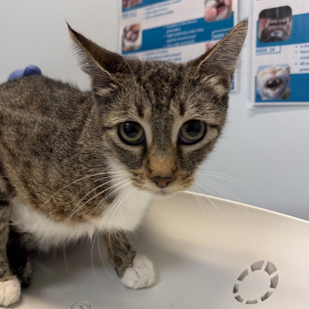 Shelter Stray Female Cat last seen Beyer Way, San Diego, CA, 92154, 5500 Gaines St, San Diego, CA 92110, USA