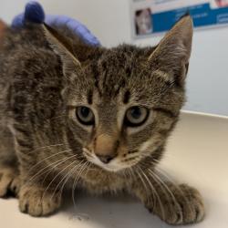 Shelter Stray Male Cat last seen Beyer Way, San Diego, CA, 92154, 5500 Gaines St, San Diego, CA 92110, USA