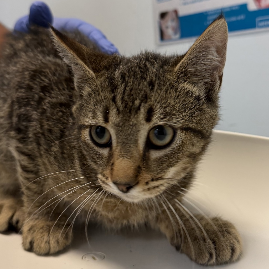 Shelter Stray Male Cat last seen Beyer Way, San Diego, CA, 92154, 5500 Gaines St, San Diego, CA 92110, USA