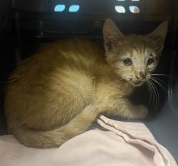 Shelter Stray Male Cat last seen Valley Center Road, Escondido, CA, 92027, Escondido, CA 92027, USA