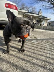 Reunited Male Dog last seen Mahogany st and castori elementary, Sacramento, CA 95838