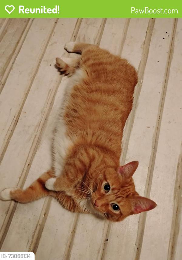 Reunited Unknown Cat last seen North Ashland Avenue and Hubbard Street, Green Bay, WI 54303