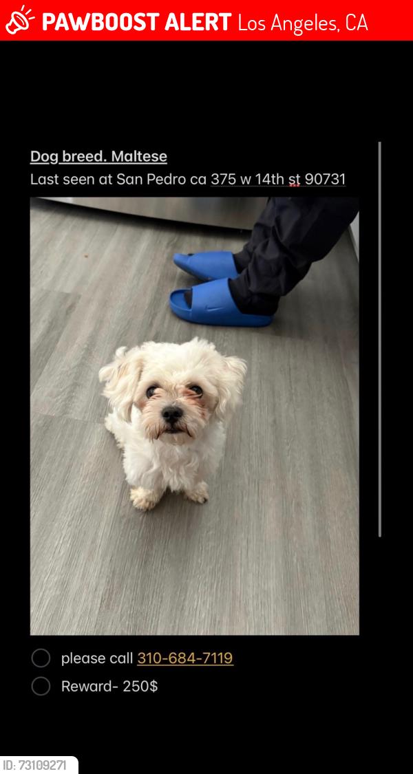 Lost Male Dog last seen Mesa and pacific, Los Angeles, CA 90731