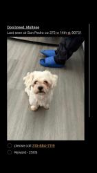 Lost Male Dog last seen Mesa and pacific, Los Angeles, CA 90731