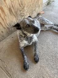 Reunited Female Dog last seen El Dorado and Gibson St, Stockton, CA 95204