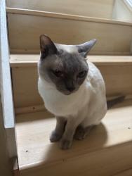 Reunited Male Cat last seen Sheath Lane, Engvall Ct, San Bruno Golf Center,, San Bruno, CA 94066