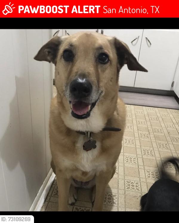 Lost Female Dog last seen Vance Jackson and 410 or ih10, San Antonio, TX 78213