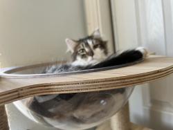 Reunited Male Cat last seen Minona, Grand Terrace, CA 92313