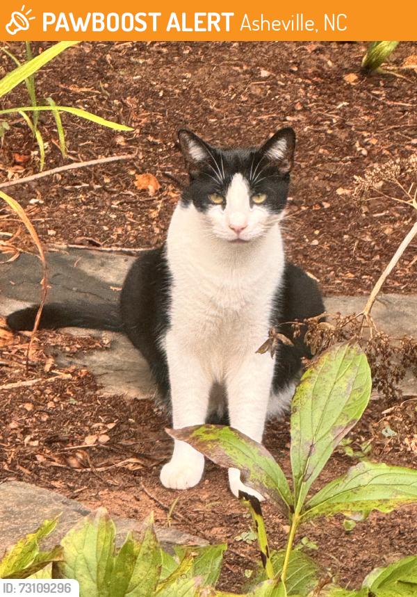 Found/Stray Unknown Cat last seen Number nine rd., fairview, nc, Asheville, NC 28803
