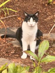 Found/Stray Unknown Cat last seen Number nine rd., fairview, nc, Asheville, NC 28803