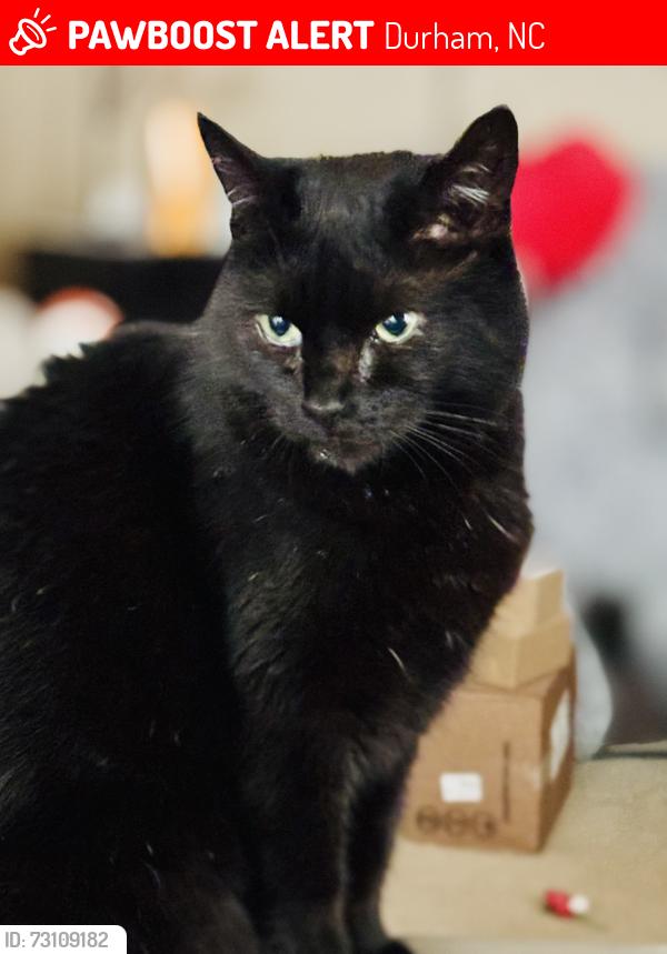 Lost Female Cat last seen Golden Belt Parkway & Pattersons Mill Rd., Durham, NC 27703