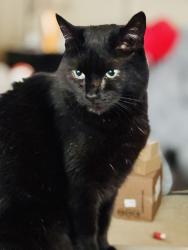 Lost Female Cat last seen Golden Belt Parkway & Pattersons Mill Rd., Durham, NC 27703