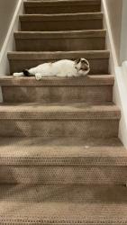 Reunited Female Cat last seen Near Galliten CT, Greenwood, IN 46143
