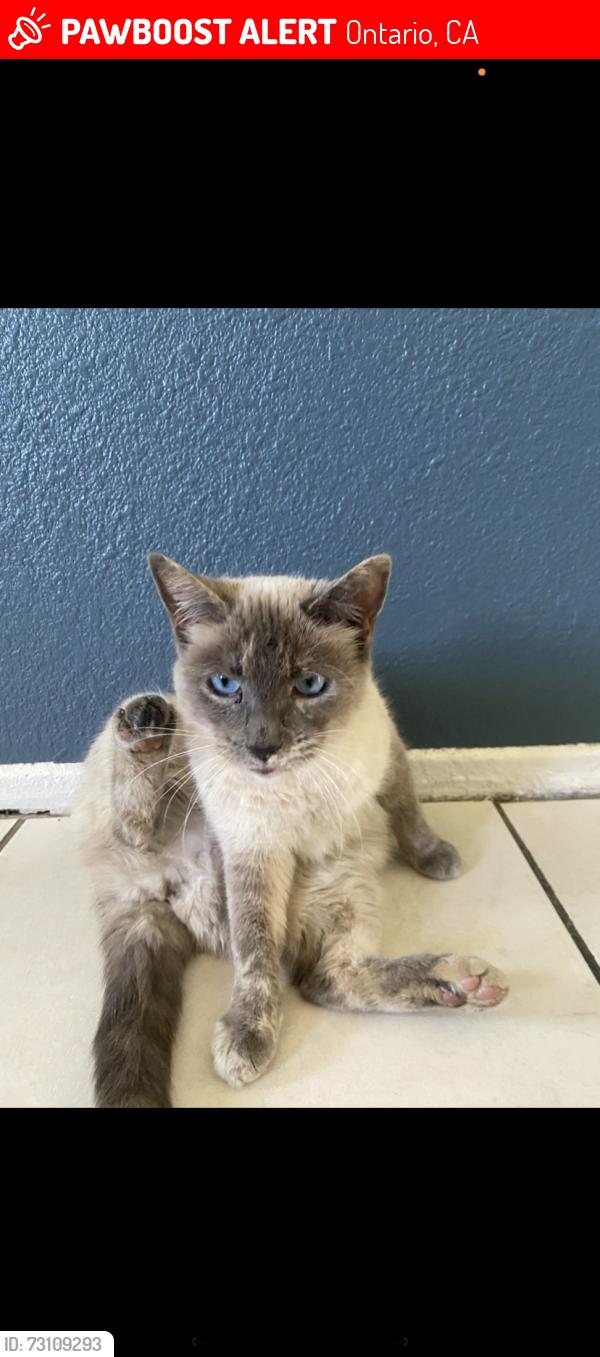 Lost Female Cat last seen Corona Ave, Ontario, CA 91764