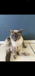 Lost Female Cat last seen Corona Ave, Ontario, CA 91764