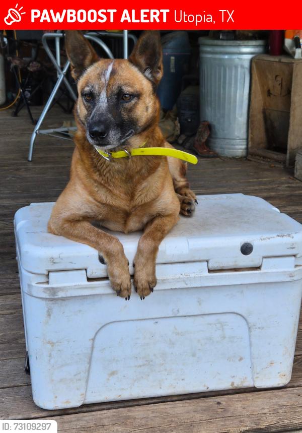 Lost Male Dog last seen utopia park, Utopia, TX 78884
