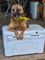 Lost Male Dog last seen utopia park, Utopia, TX 78884