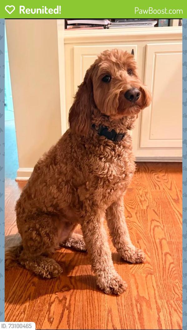 Reunited Male Dog last seen Liberty Park Reserve, Braselton, GA 30517