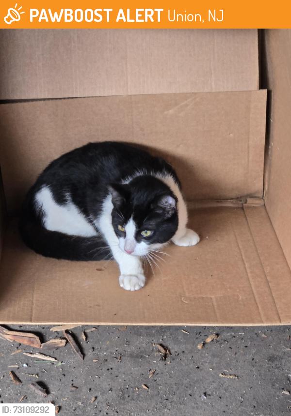 Found/Stray Unknown Cat last seen Burnet ave, near union high school., Union, NJ 07083