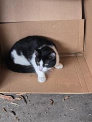Found/Stray Unknown Cat last seen Burnet ave, near union high school., Union, NJ 07083