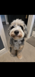 Reunited Female Dog last seen Near Tunbridge St, Orlando, FL 32833