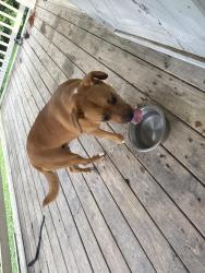 Found/Stray Female Dog last seen Lower Mill Creek, Mill Creek Rd SW, GA 30740