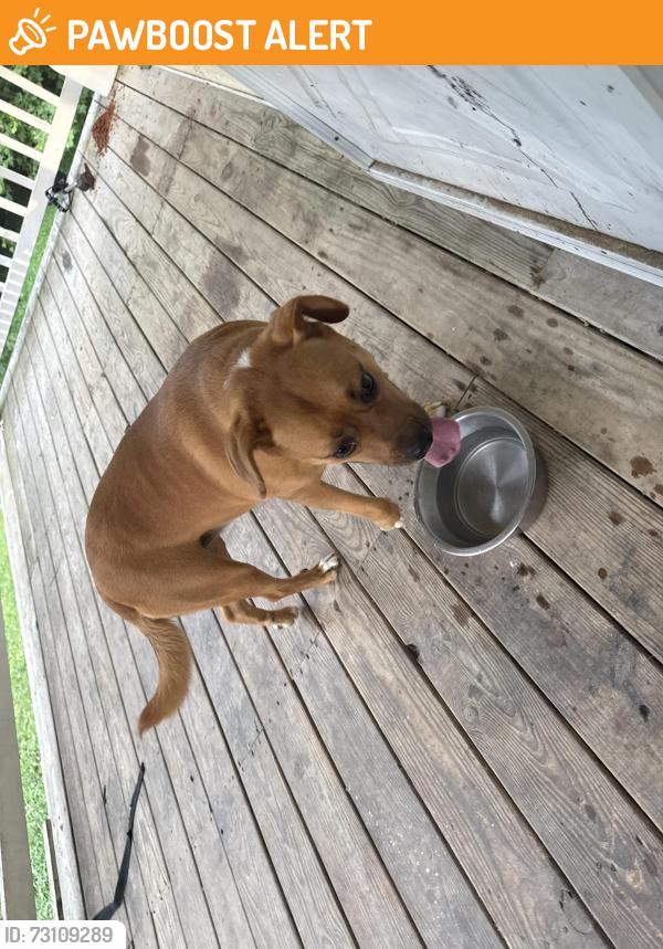 Found/Stray Female Dog last seen Lower Mill Creek, Mill Creek Rd SW, GA 30740