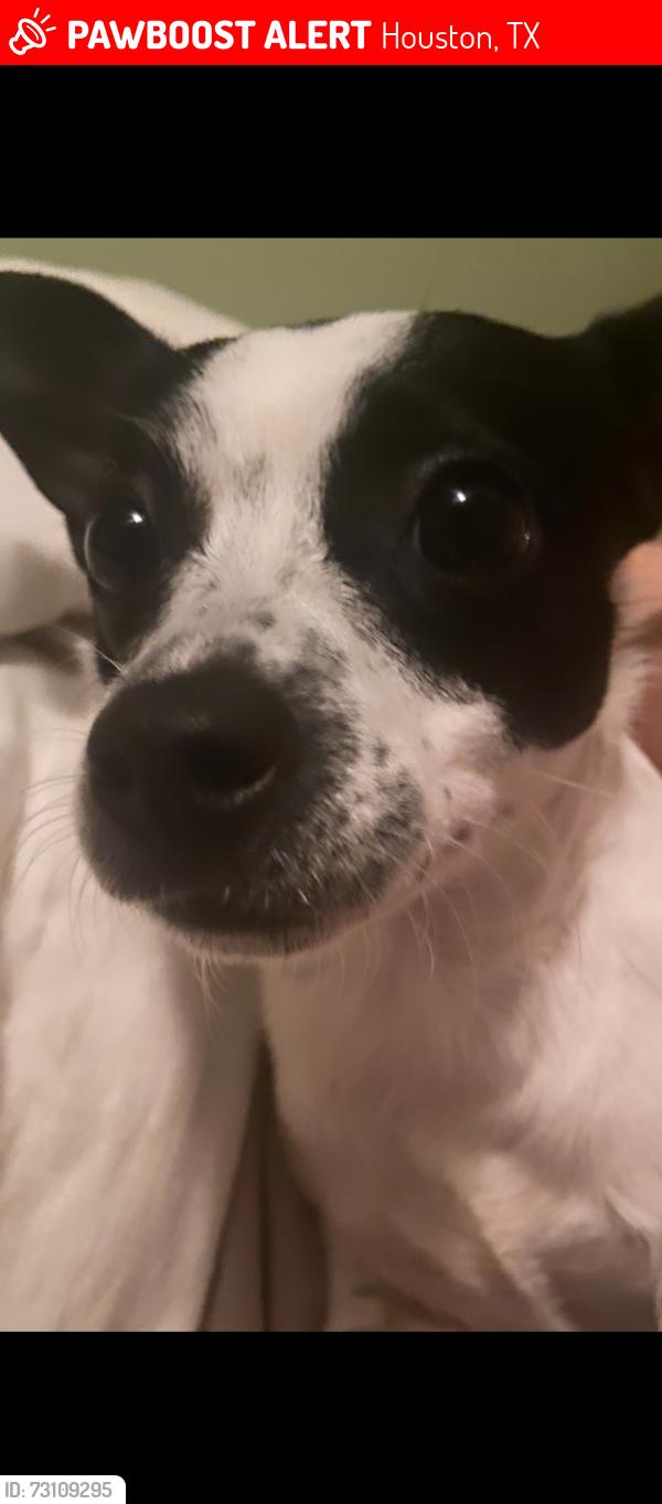 Lost Female Dog last seen Deanwood st 9503, Houston, TX 77040
