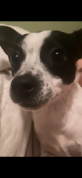 Lost Female Dog last seen Deanwood st 9503, Houston, TX 77040
