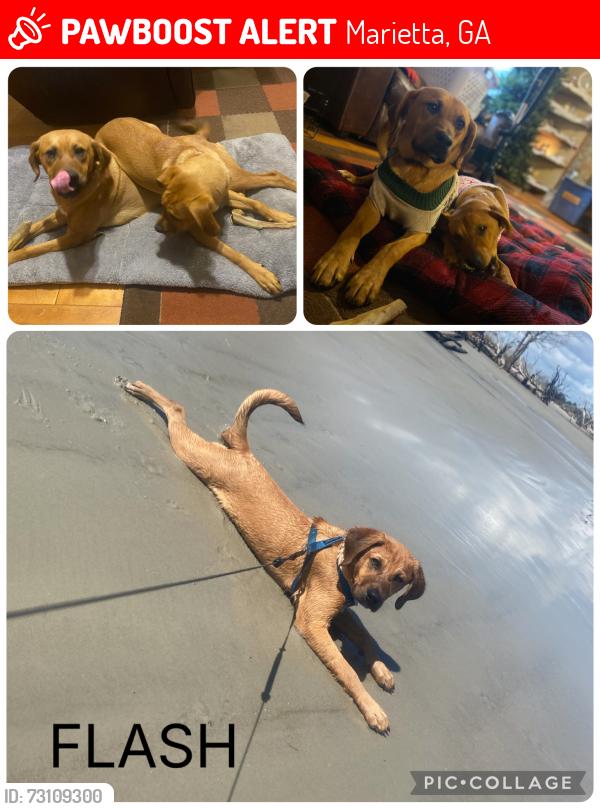 Lost Male Dog last seen Powder Springs Rd & Callaway Rd, Marietta, GA 30008
