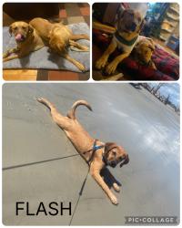 Lost Male Dog last seen Powder Springs Rd & Callaway Rd, Marietta, GA 30008