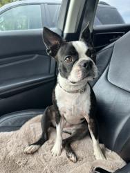 Reunited Female Dog last seen Pinemount in Lake City, Florida, Columbia County, FL 32024
