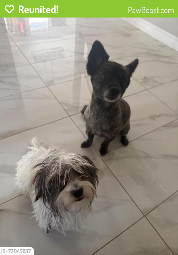 Reunited Female Dog last seen hollywood and owen’s, Las Vegas, NV 89156