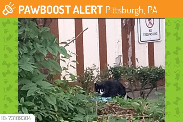 Found/Stray Unknown Cat last seen Kuhns Market, Pittsburgh, PA 15212