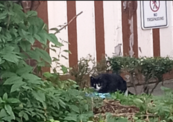 Found/Stray Unknown Cat last seen Kuhns Market, Pittsburgh, PA 15212