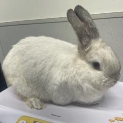 Shelter Stray Female Rabbit last seen , 3607 N Armenia Ave, Tampa, FL 33607, USA