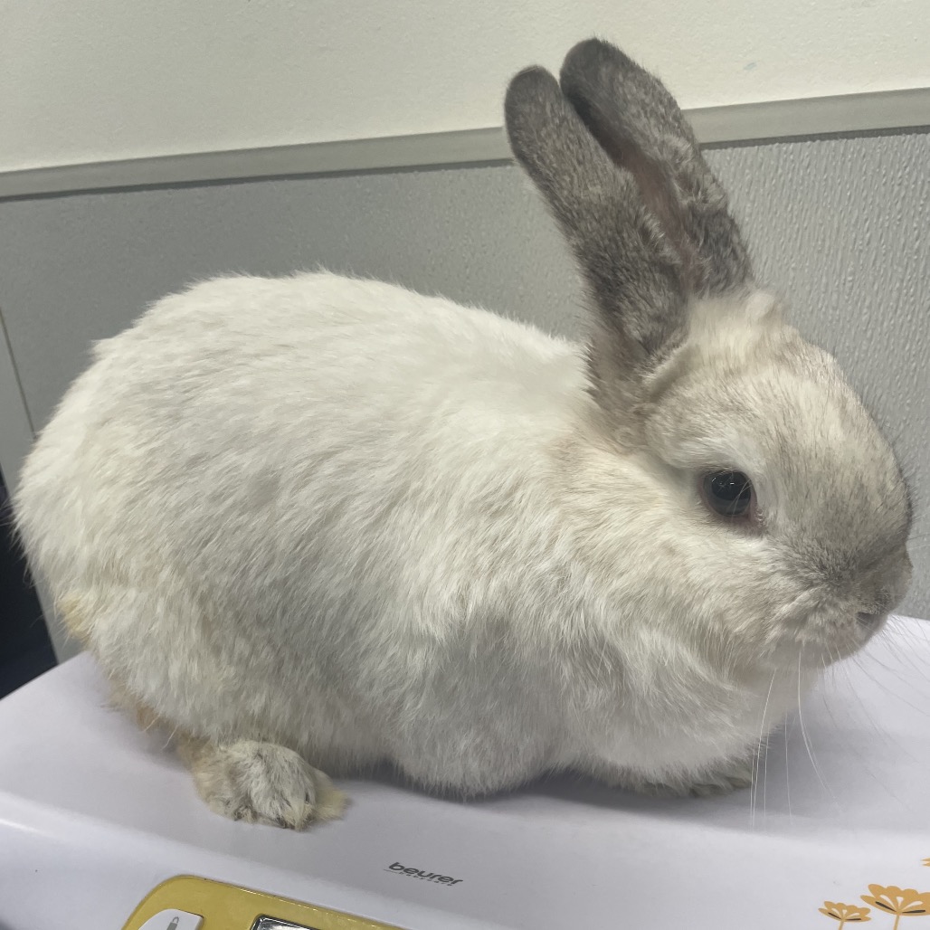 Shelter Stray Female Rabbit last seen , 3607 N Armenia Ave, Tampa, FL 33607, USA