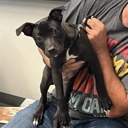 Shelter Stray Male Dog last seen , 3607 N Armenia Ave, Tampa, FL 33607, USA