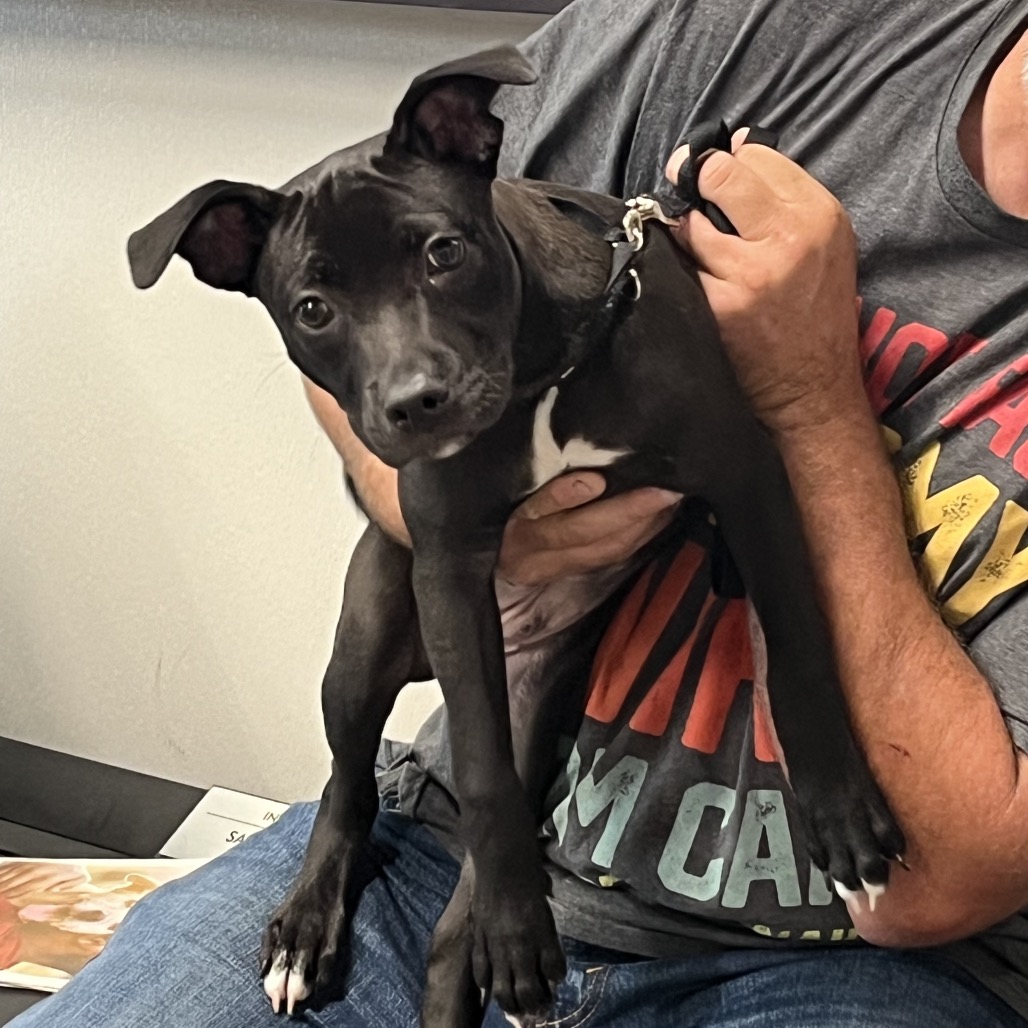 Shelter Stray Male Dog last seen , 3607 N Armenia Ave, Tampa, FL 33607, USA