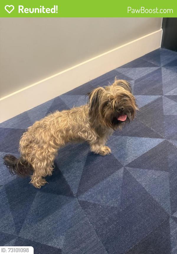 Reunited Female Dog last seen Tanner and Beltway 8, Houston, TX 77041