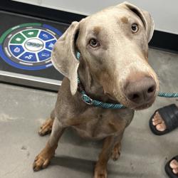 Shelter Stray Male Dog last seen , 3607 N Armenia Ave, Tampa, FL 33607, USA
