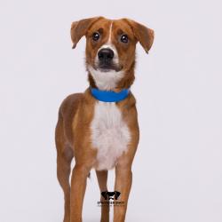 Shelter Stray Male Dog last seen , 3607 N Armenia Ave, Tampa, FL 33607, USA