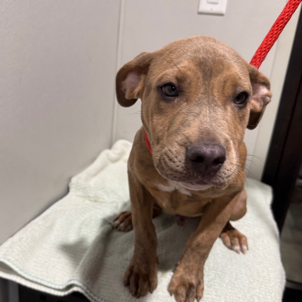 Shelter Stray Male Dog last seen , 3607 N Armenia Ave, Tampa, FL 33607, USA
