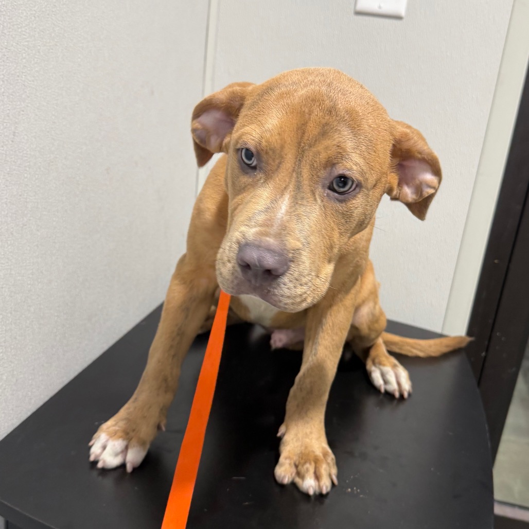 Shelter Stray Male Dog last seen , 3607 N Armenia Ave, Tampa, FL 33607, USA