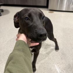 Shelter Stray Male Dog last seen , 3607 N Armenia Ave, Tampa, FL 33607, USA