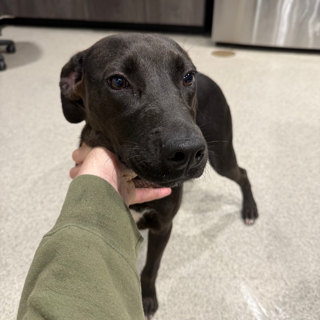 Shelter Stray Male Dog last seen , 3607 N Armenia Ave, Tampa, FL 33607, USA